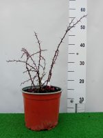 Berberis th. FLAMINGO 'Hoho 1'-C3 - imagine 3