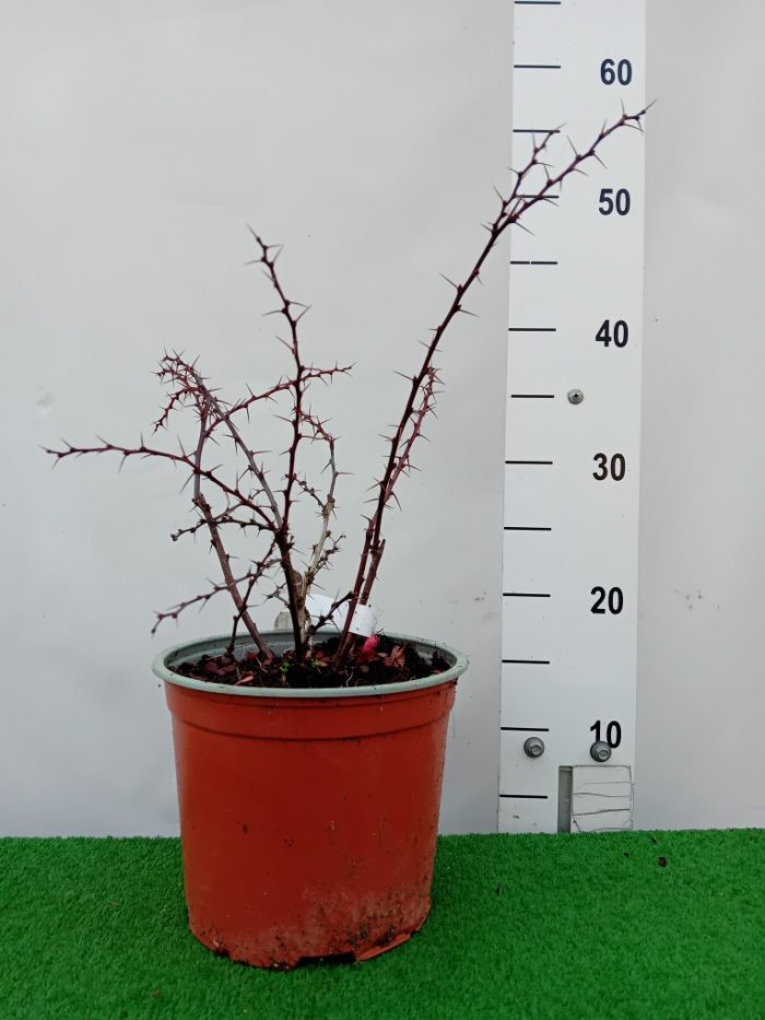 Berberis th. FLAMINGO 'Hoho 1'-C3 - imagine 3