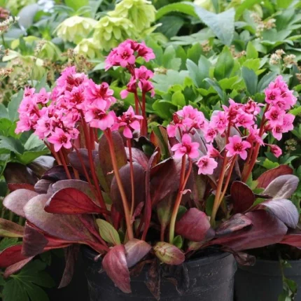 Bergenia 'Flirt