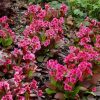 Bergenia 'Flirt