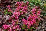 Bergenia 'Flirt