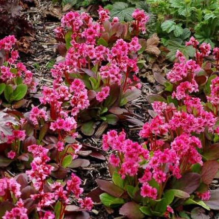 Bergenia 'Flirt
