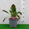 Bergenia 'Pink Dragonfly'