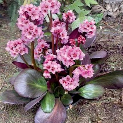Bergenia 'Pink Dragonfly'