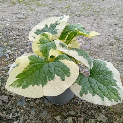 Brunnera macrophylla 'Variegata'Brunnera macrophylla 'Variegata'