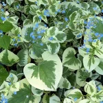 Brunnera macrophylla 'Variegata'