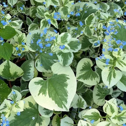 Brunnera macrophylla 'Variegata'