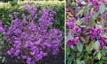 Callicarpa bodinieri 'Profusion'-C3 - imagine 3