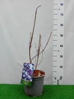 Callicarpa bodinieri 'Profusion'-C3 - imagine 4