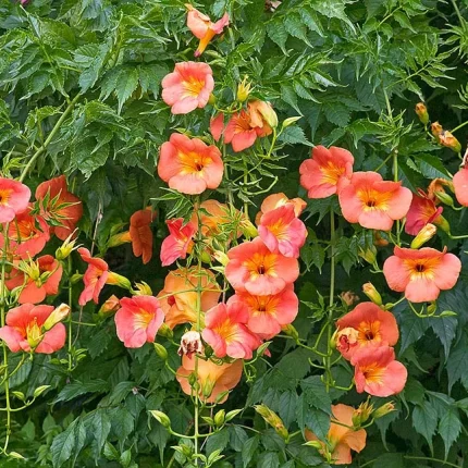 Campsis grandiflora