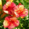Campsis tagliabuana ORANGEADE 'Tracamp'