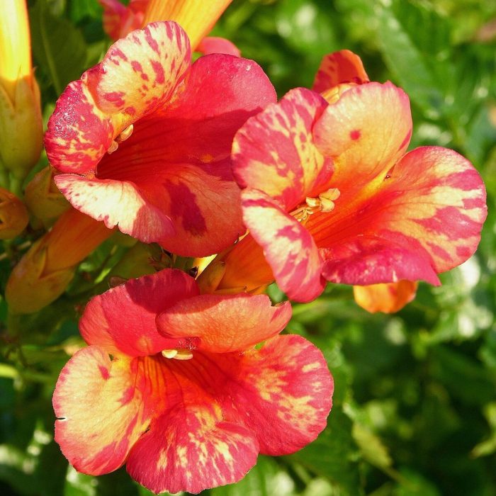 Campsis tagliabuana ORANGEADE 'Tracamp'