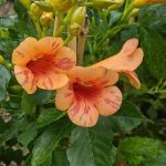 Campsis tagliabuana ORANGEADE 'Tracamp'