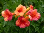 Campsis tagliabuana ORANGEADE 'Tracamp'-C4 - imagine 2