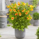 Campsis tagliabuana SUMMER JAZZ GOLD