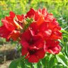 Campsis tagliabuana SUMMER JAZZ FIRE 'Takarazuka Fresa'