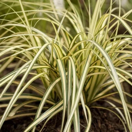 Carex oshimensis 'Maxigold'
