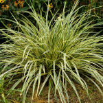 Carex oshimensis 'Maxigold'