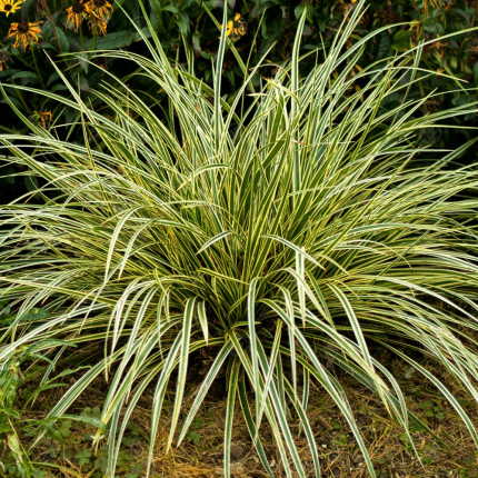 Carex oshimensis 'Maxigold'