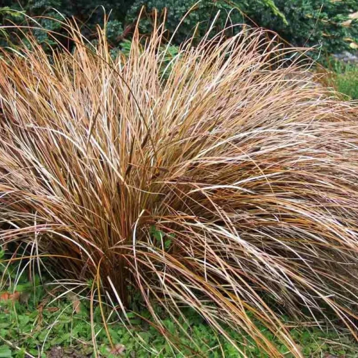 Carex petriei 'Milk Chocolate'