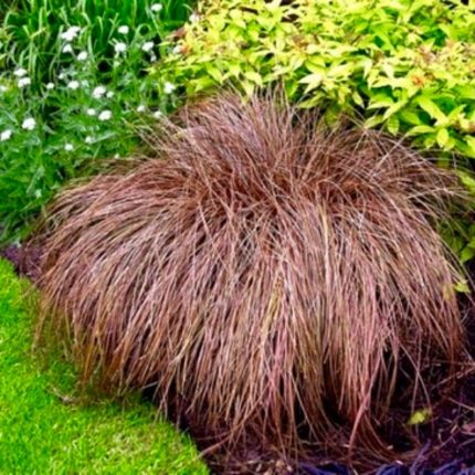 Carex petriei 'Milk Chocolate'