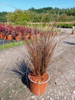 Carex petriei 'Milk Chocolate'