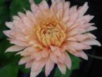 Chrysanthemum 'Esther'-C2 - imagine 2