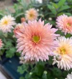Chrysanthemum 'Esther'