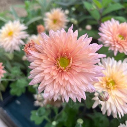 Chrysanthemum 'Esther'