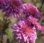 Chrysanthemum 'Schweizerland'