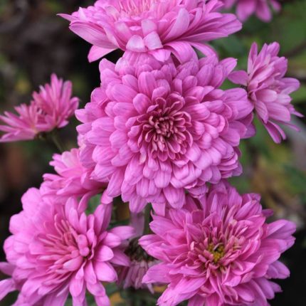 Chrysanthemum 'Schweizerland'