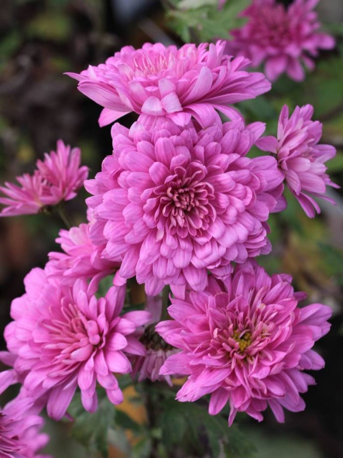Chrysanthemum 'Schweizerland'