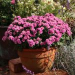 Chrysanthemum 'Schweizerland'