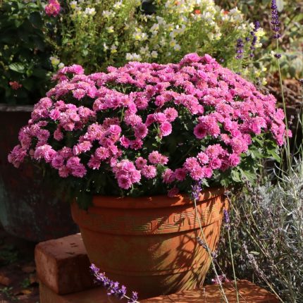 Chrysanthemum 'Schweizerland'