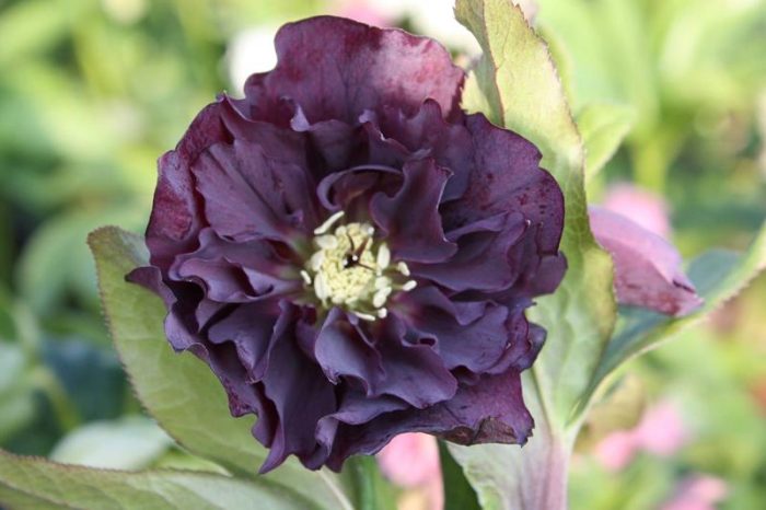 Helleborus Rhodé