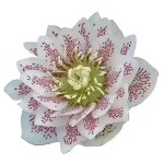 Helleborus Cinderella