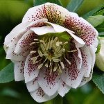 Helleborus Cinderella