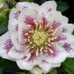 Helleborus Cinderella