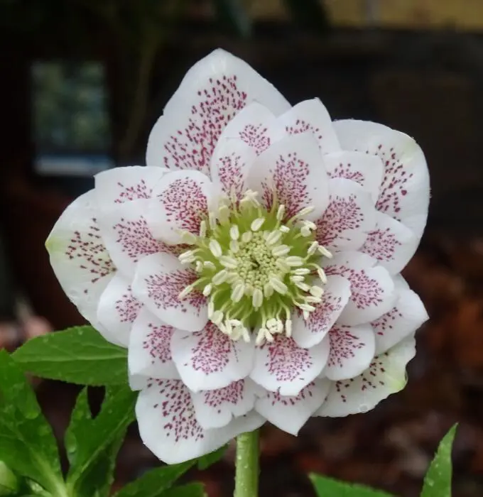 Helleborus Cinderella Helleborus Cinderella
