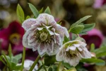 Helleborus Cinderella