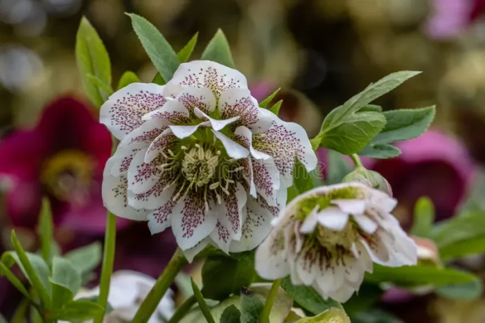 Helleborus Cinderella