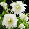 Helleborus Dafine