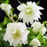 Helleborus Dafine