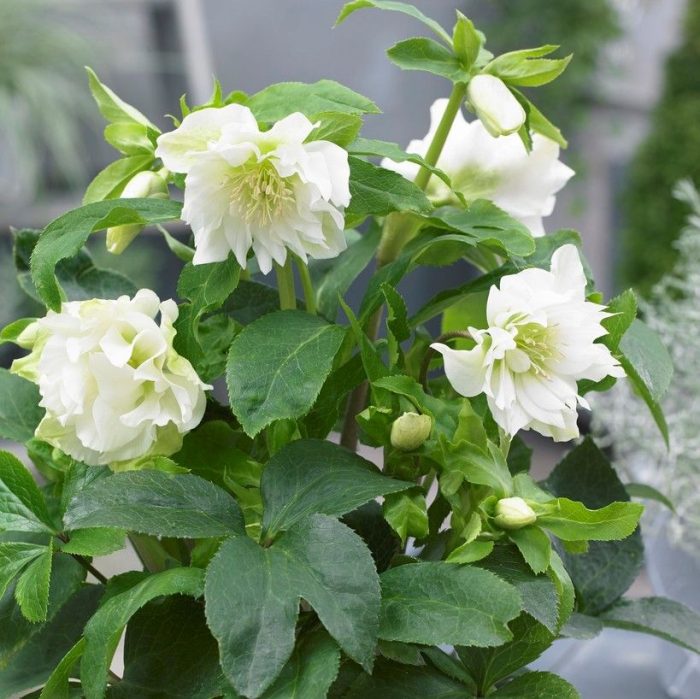 Helleborus Dafine