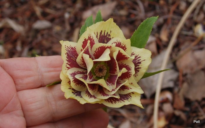 Helleborus Danique