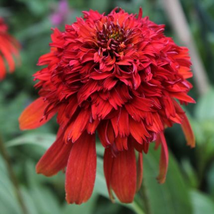 Echinacea 'Hot Papaya'