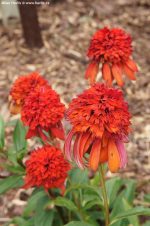 Echinacea 'Hot Papaya'