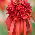 Echinacea 'Hot Papaya'-C3