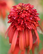 Echinacea 'Hot Papaya'-C3