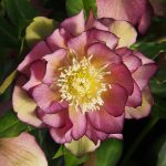 Helleborus Eva